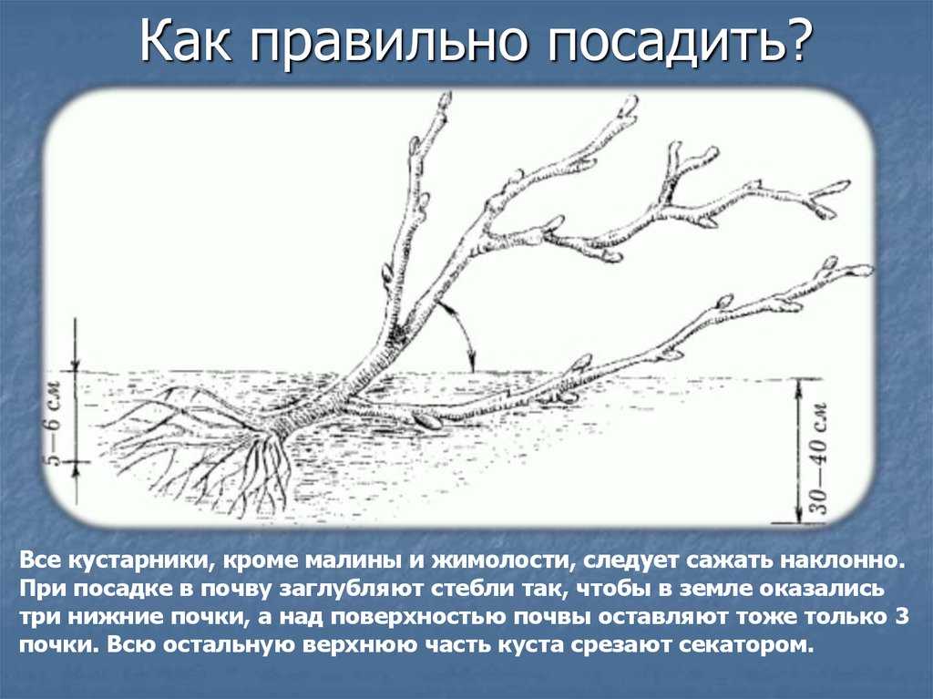 Жимолость: описание, посадка в открытом грунте и уход (20+ фото & видео) +отзывы