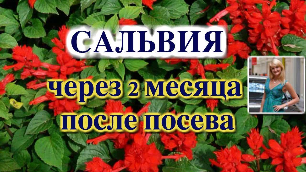 Шалфей, или сальвия — доктор и украшение участка. выращивание, уход, размножение. фото — ботаничка