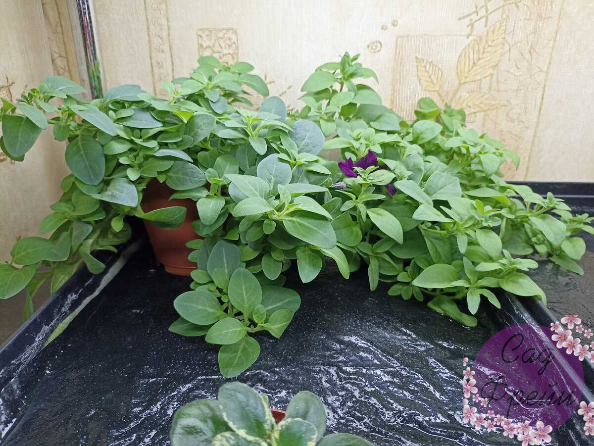 Петунья на балконе: посадка, уход, выращивание, поливка и оформление
