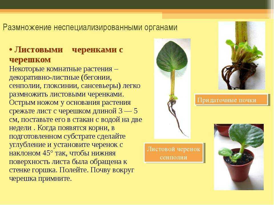 Как в домашних условиях происходит размножение азалии черенками?