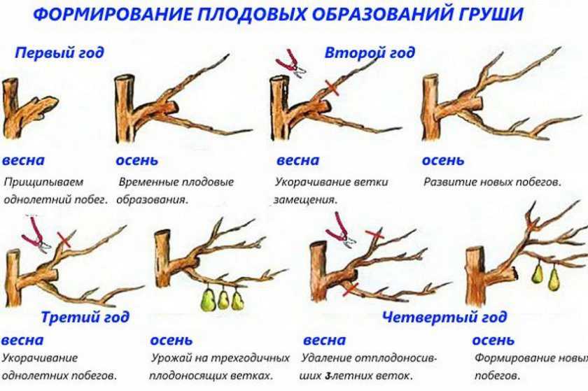 Обрезка деревьев: 7 правил формирования кроны