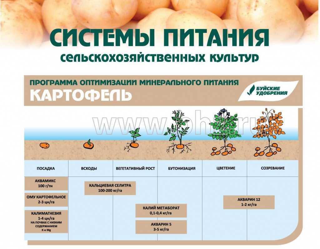 Когда нужно поливать глоксинию, как это правильно делать и чем увлажнять?