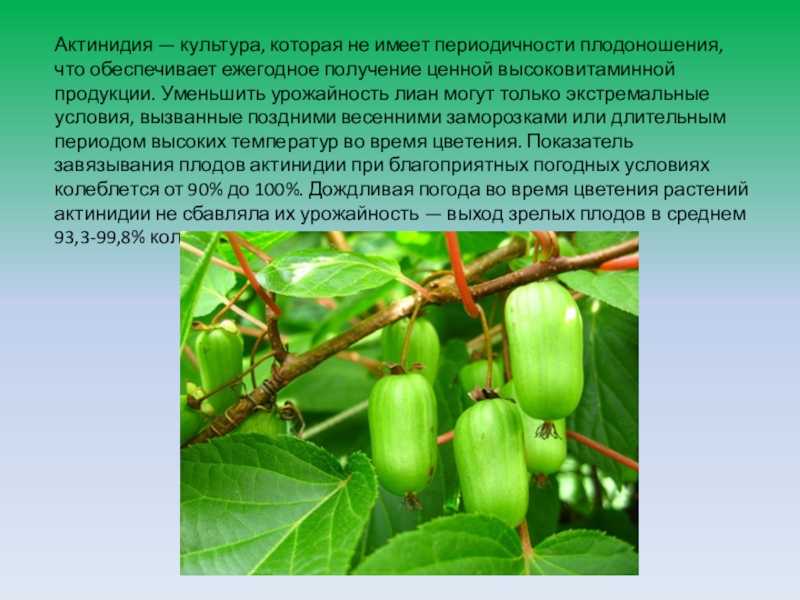 Актинидия коломикта: описание 5 лучших сортов, посадка и уход, отзывы с фото