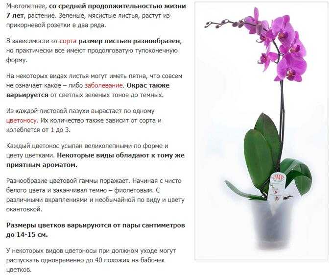 Цветок дендробиум: описание, уход в домашних условиях, размножение, фото