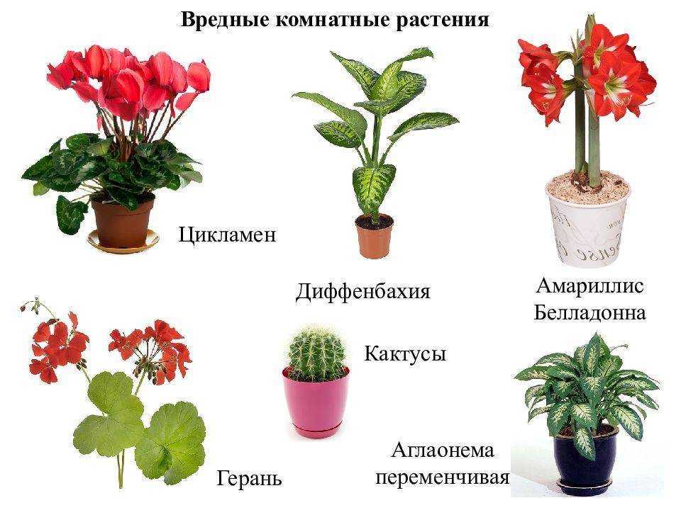 Растения и здоровье. полезные комнатные растения. применение. фото — ботаничка
