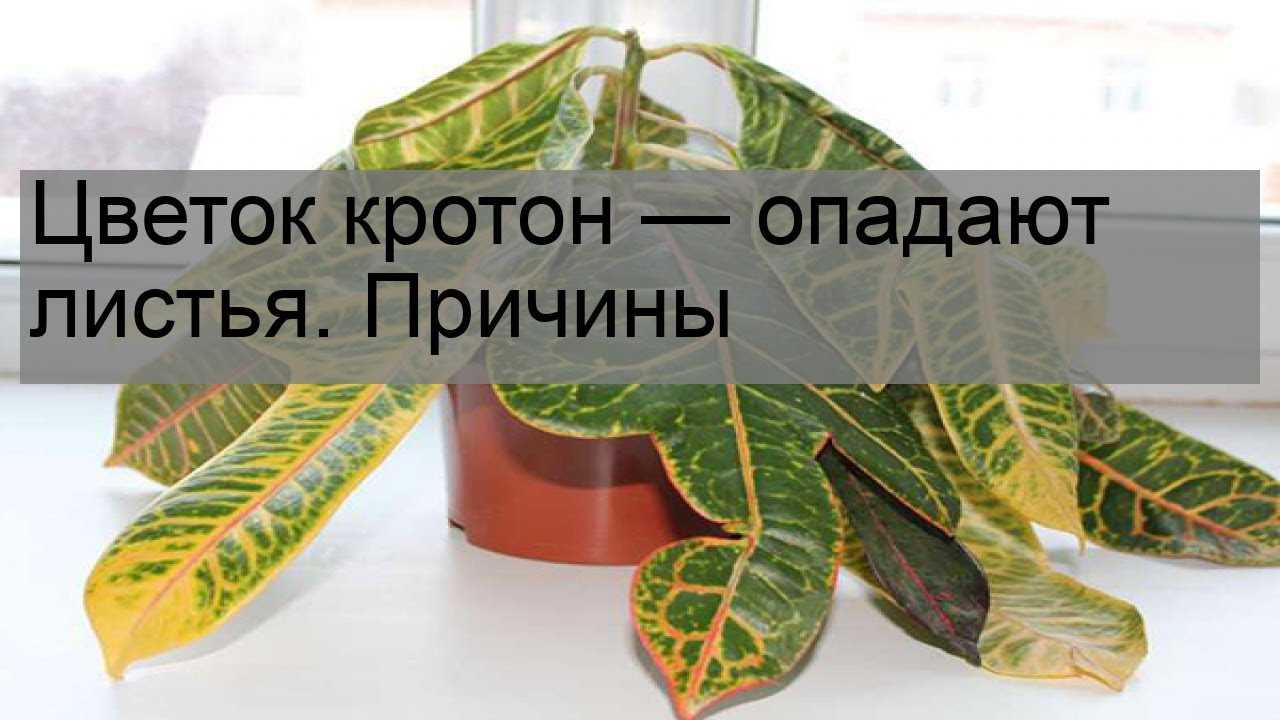 У кротона сохнут и опадают листья: причины, что делать в этом случае