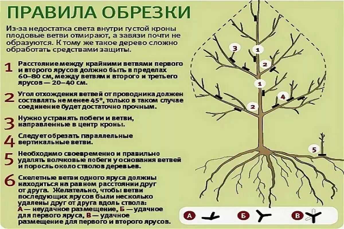 Выращивание груши: советы опытных дачников