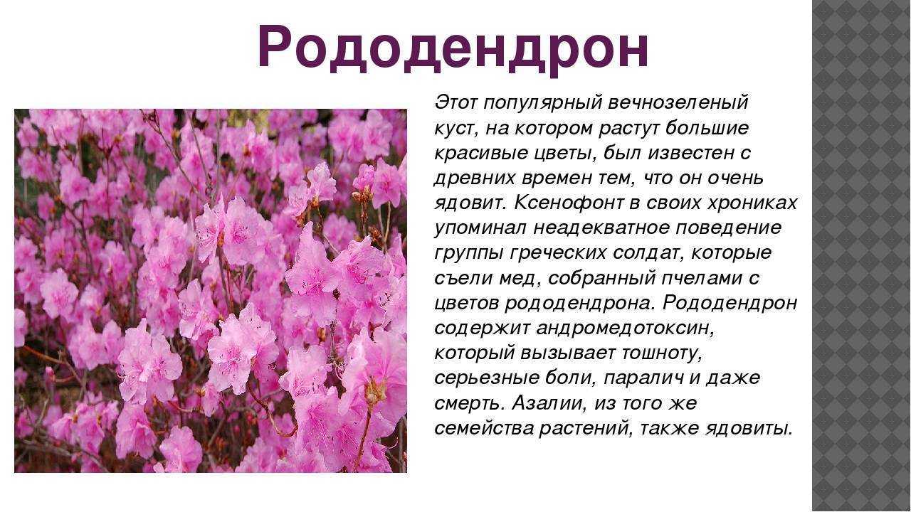 Вечнозеленые декоративные кустарники семейства вересковые – рододендроны