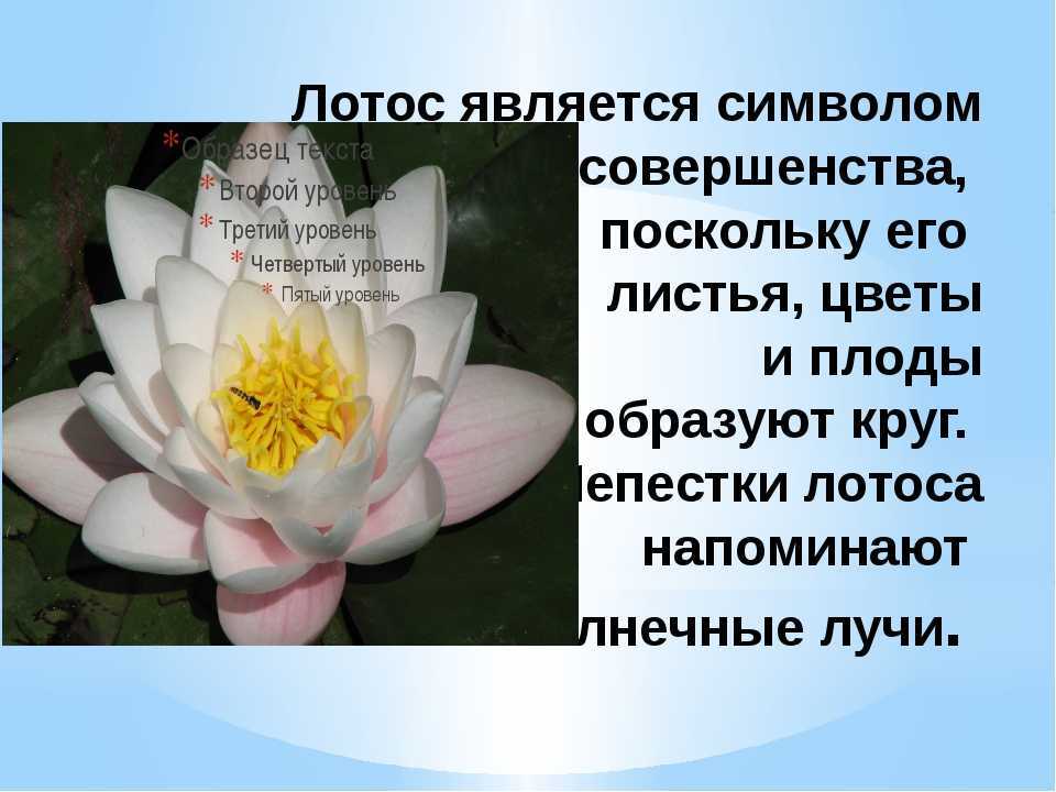 Цвет лотос - theflowers