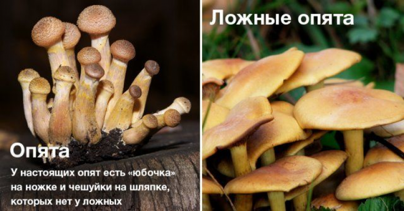 Как отличить ложные опята от съедобных, фото и описание