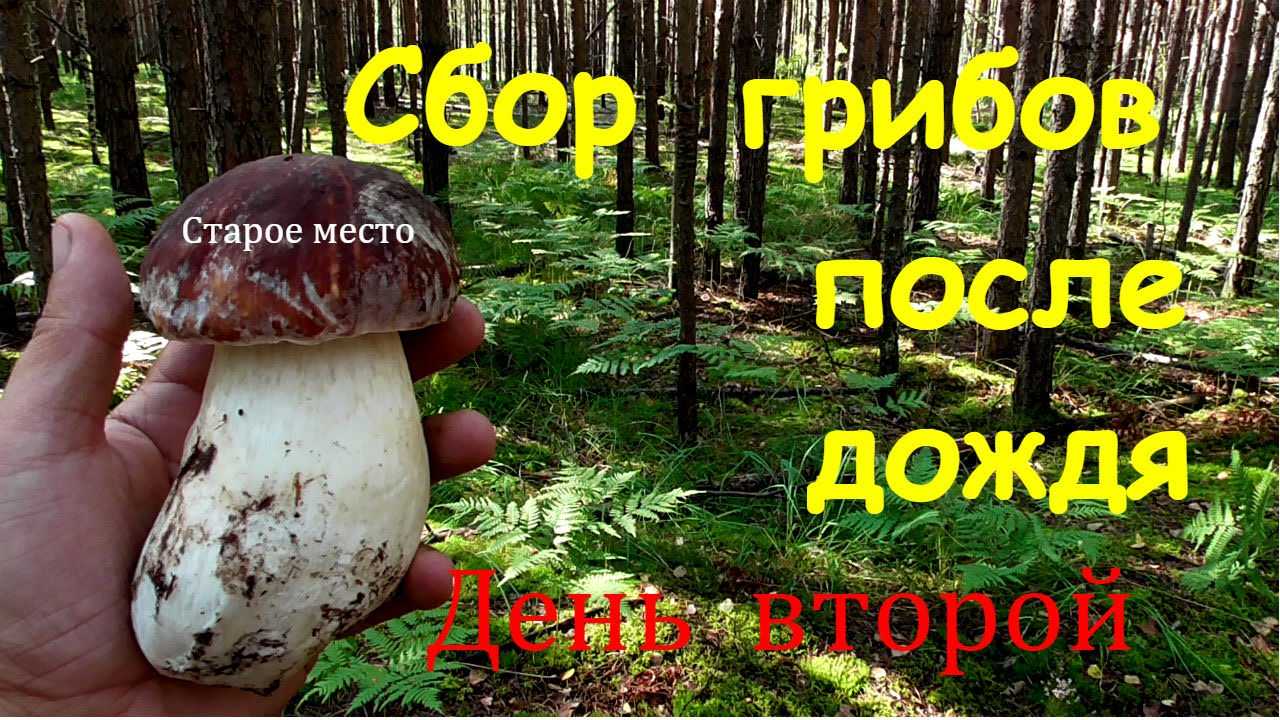 Через какое время после дождя растут шампиньоны. сколько растет гриб после дождя
