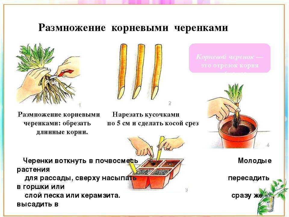 Размножение гибискуса – выращиваем китайскую розу черенками + видео