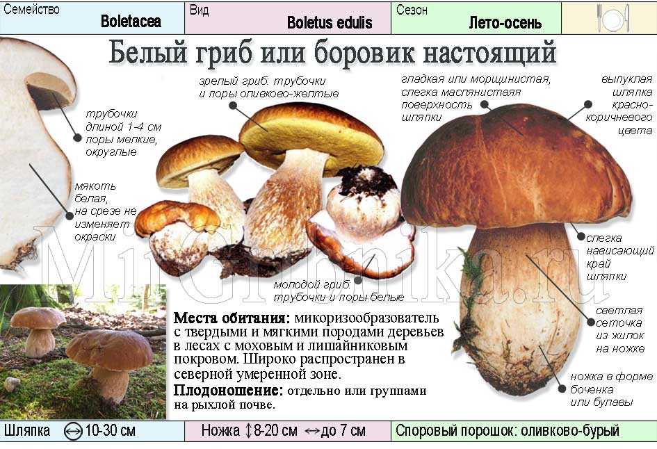Белый гриб - 81 фото изысканного деликатеса для высокой кухни