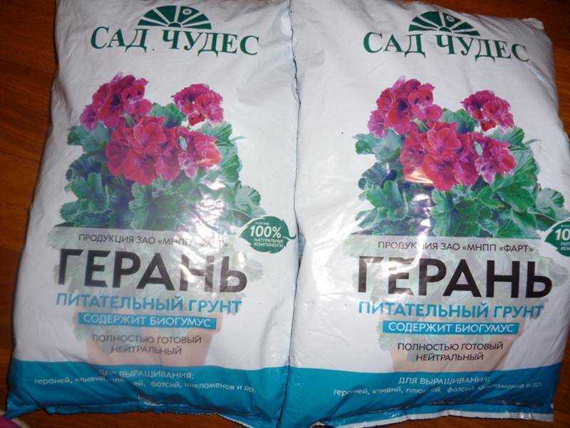 Выращивание рассады пеларгонии (герани) в домашних условиях: посадка и уход