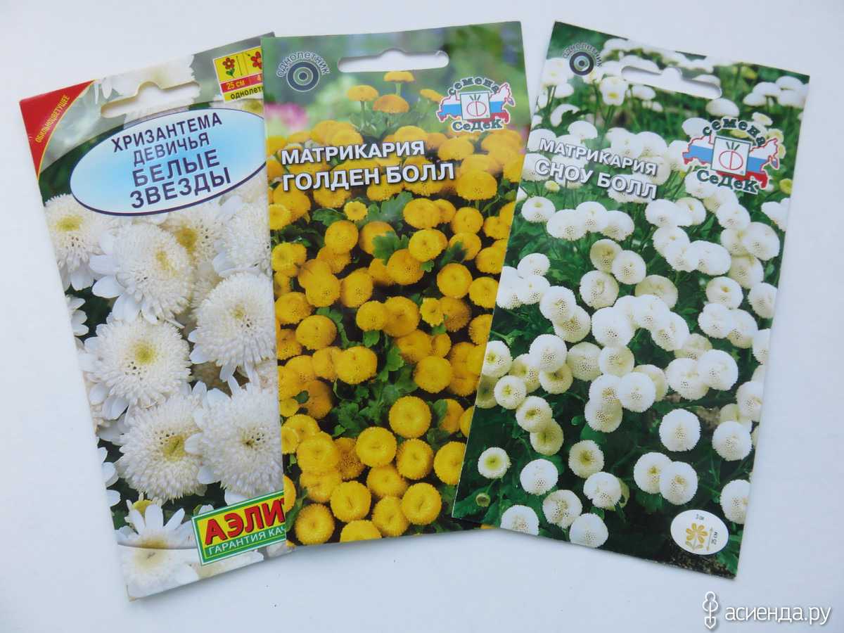 ᐉ хризантема девичья снежные шары выращивание из семян - zooshop-76.ru