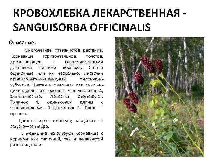 Кровохлебка — самые красивые сорта для сада. описание и фото — ботаничка
