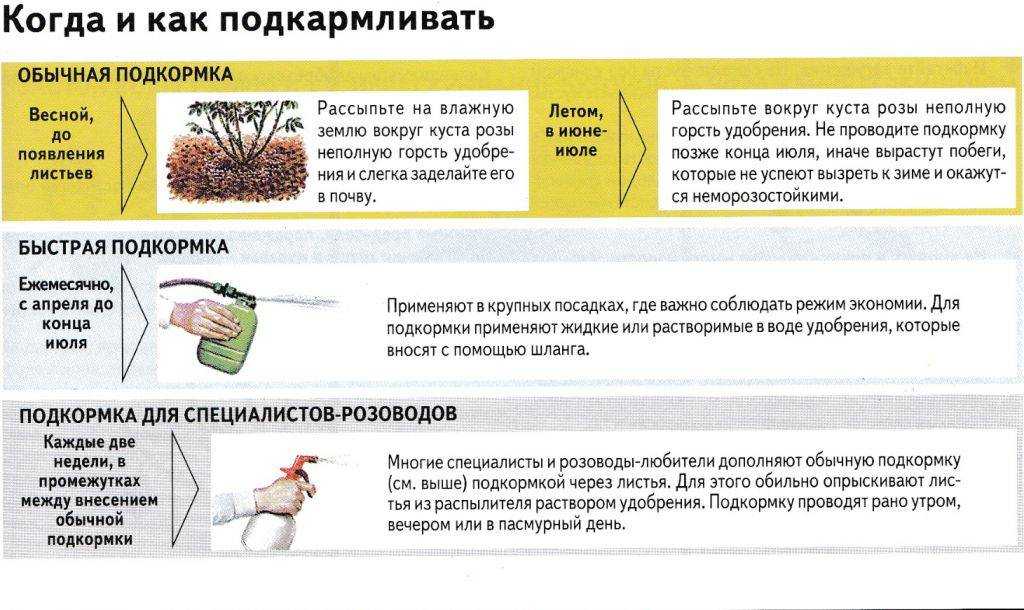 Пиерис японский посадка и уход, болезни и удобрения сорта, выращивание и размножение, фото