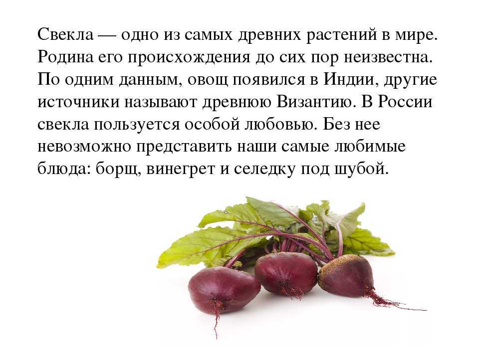 Что такое буряк, чем отличается от свеклы, есть ли разница между ними или это одно и то же, как будет правильно, а также описание сортов с фото