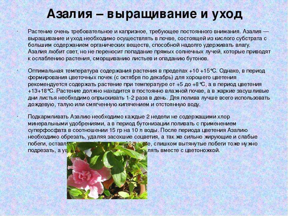 Как пересадить азалию: покупка грунта и горшка для пересадки в домашних условиях, можно ли пересаживать в период цветения и правильный уход после посадки