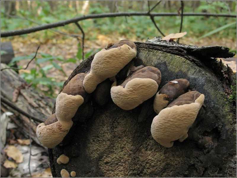 Гриб трутовик (polyporaceae): лечебные свойства, фото и описание