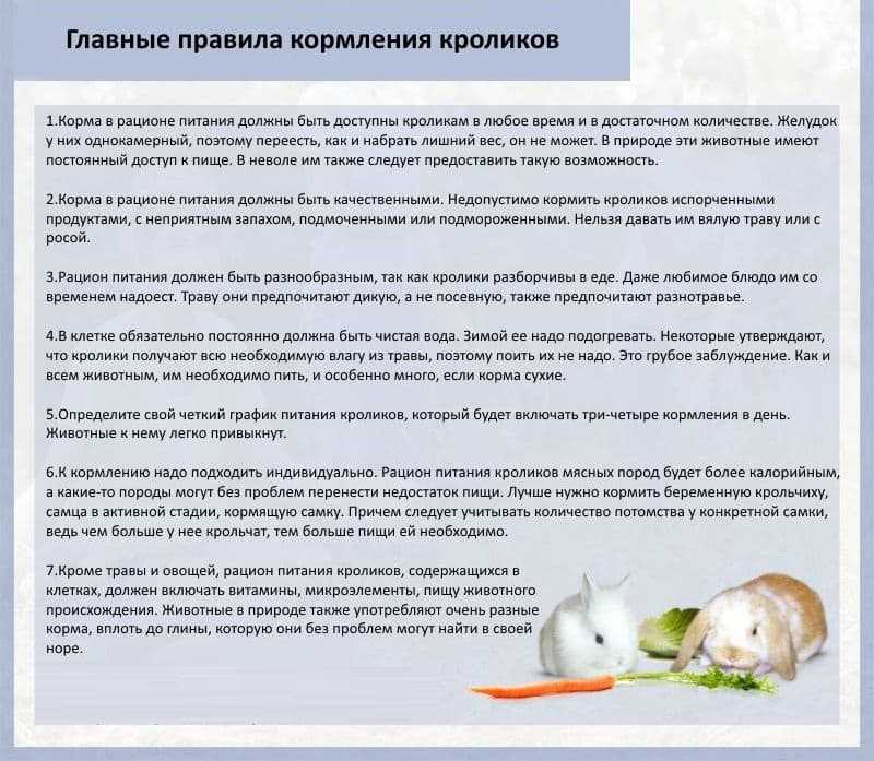 Можно ли топинамбур кроликам и как правильно кормить