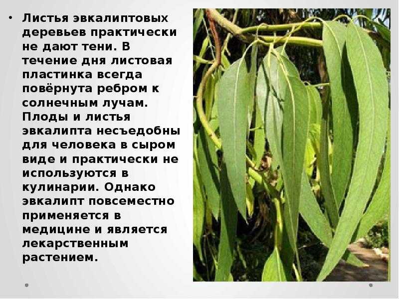 ✅ описание дерева эвкалипт, где растет и как выращивать растение - сад62.рф