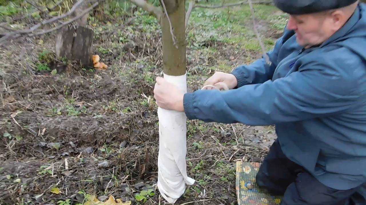 Работы в саду и огороде в ноябре: подготовка сада к зиме для начинающих дачников