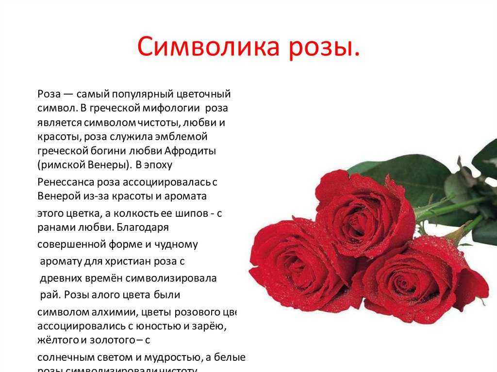 Цветы растущие в англии - с огорода