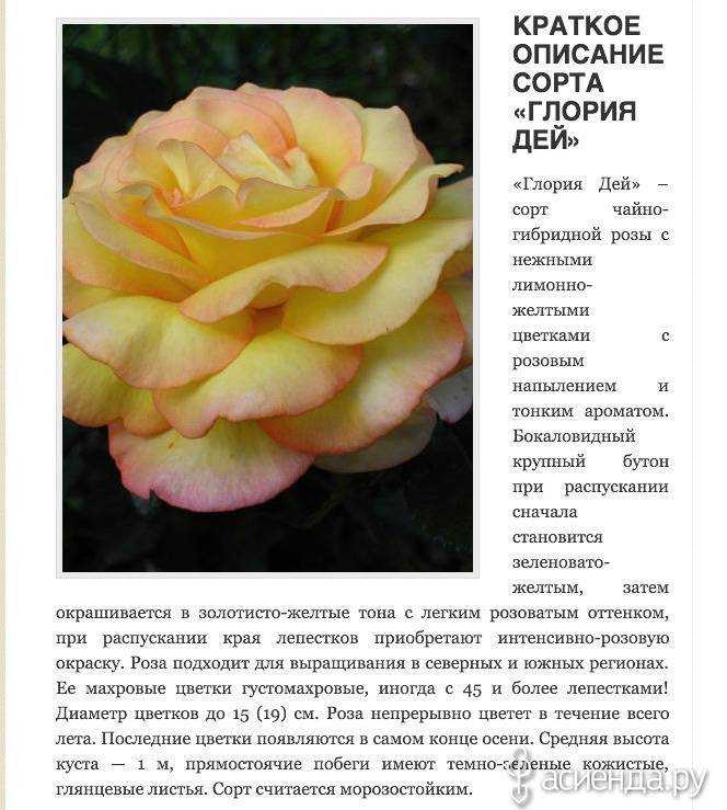 Особенности и популярные сорта мускусных роз, тонкости посадки и ухода