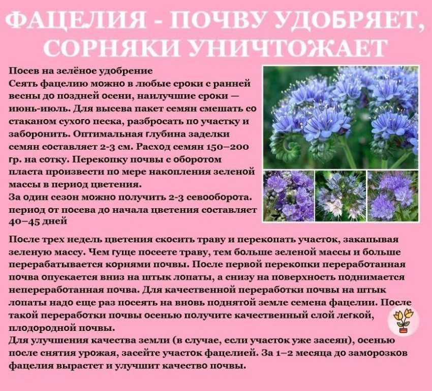 Сидераты, когда сеять и когда закапывать фацелия?