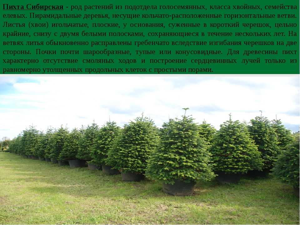 Пихта: описание дерева, виды, отличия от ели, в ландшафтном дизайне