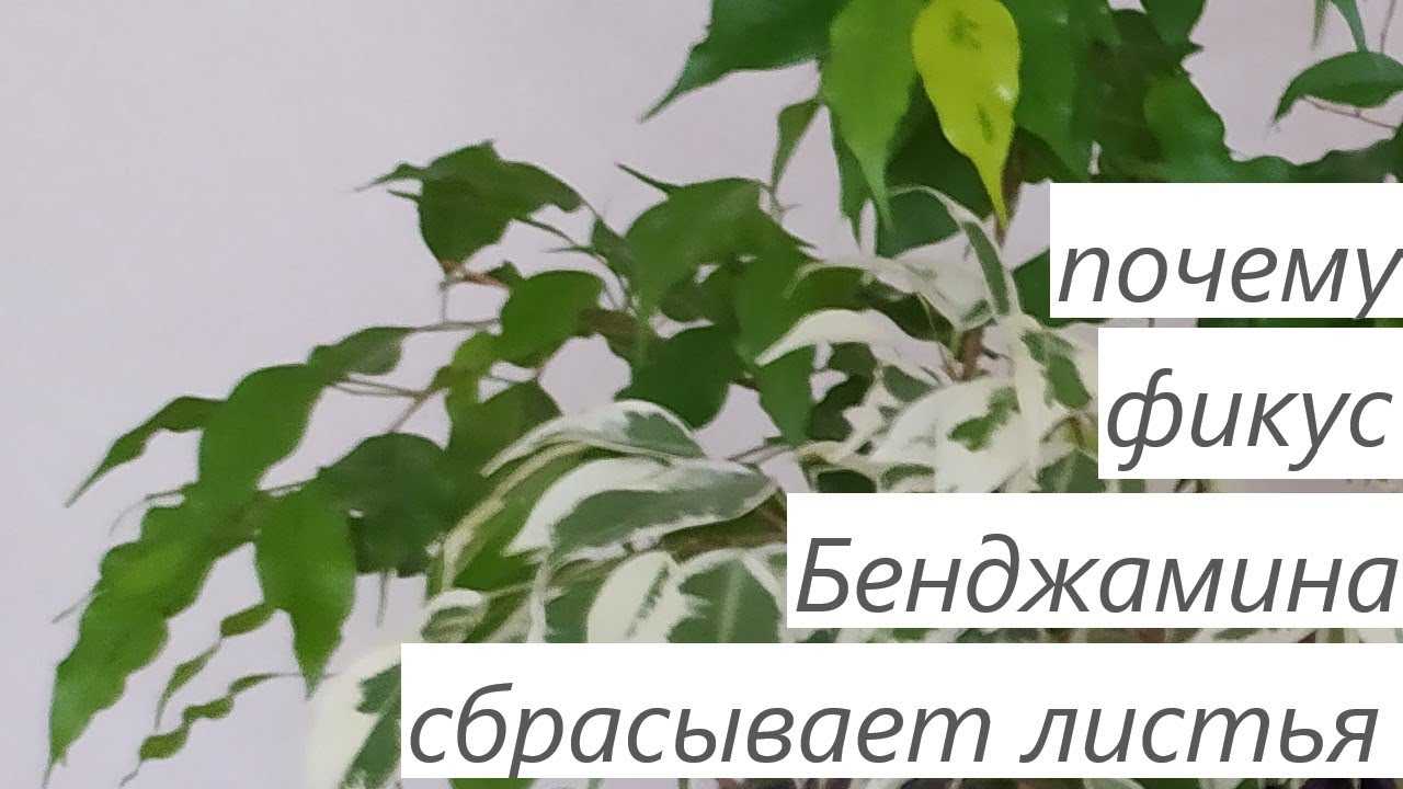 Как спасти и реанимировать фикус в домашних условиях