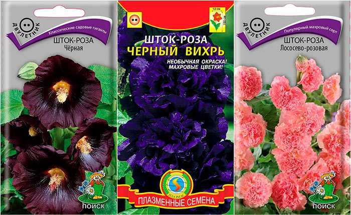Чем отличается мальва от шток-розы?
