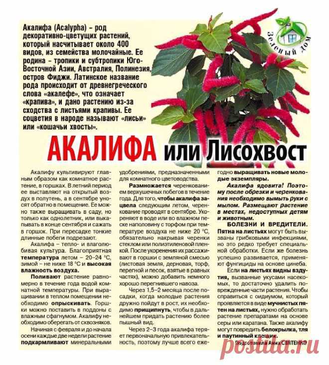 Декоративно-лиственный многолетник акалифа Acalypha является частью семейства Молочайные Этот цветок имеет две формы: ампельное растение и кустарник