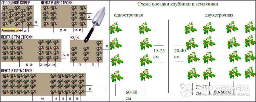 Осенняя посадка клубники или почему клубнику лучше сажать осенью
осенняя посадка клубники или почему клубнику лучше сажать осенью