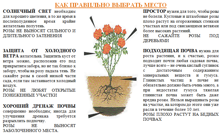 Как ухаживать за розами после посадки - питомник растений