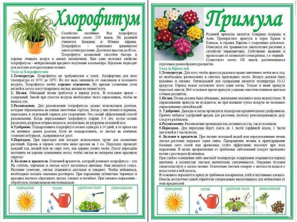 Хирита – уход в домашних условиях, фото видов и сортов, размножение