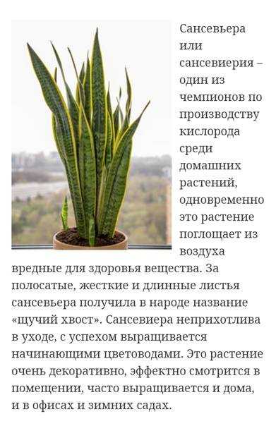 Как посадить щучий хвост? почва и горшок для тещиного языка selo.guru — интернет портал о сельском хозяйстве