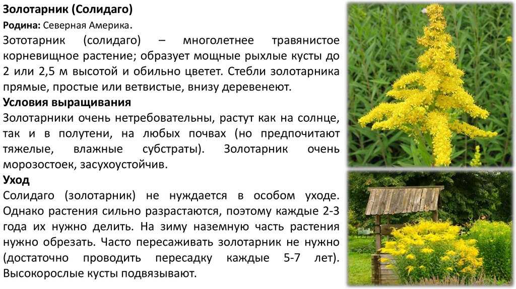 Как вырастить растение золотарник. выращивание золотарника из семян, посадка и уход