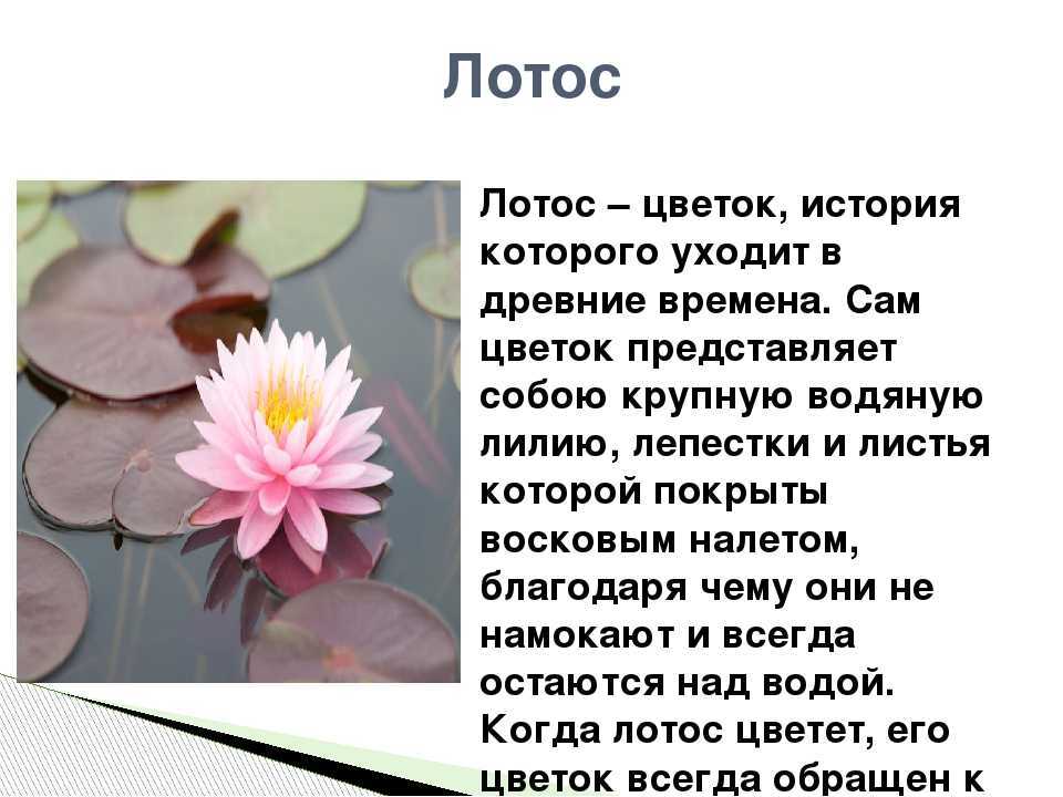 Лотос - символ и тайные значения знака