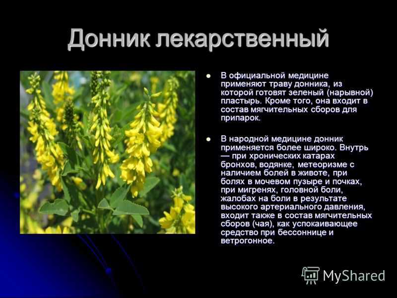 Донник: лечебные свойства и противопоказания, посадка и уход