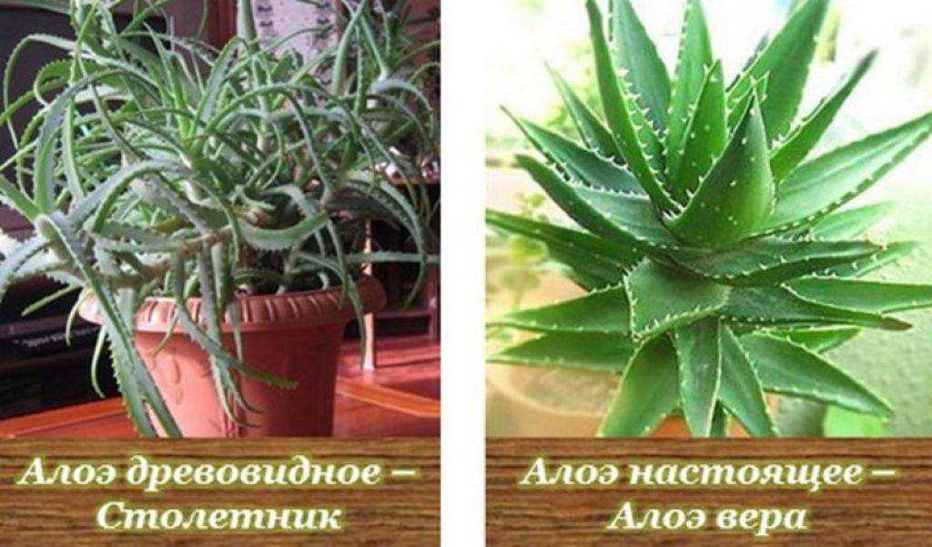 Алоэ древовидное (столетник): описание растения и каковы отличия от алоэ вера, лечебные свойства и выращивание комнатного дерева алоэ с рецептами