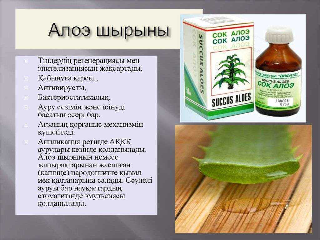 Лечимся дома: каковы полезные свойства алоэ, как правильно приготовить растворы с ним и закапать в нос?