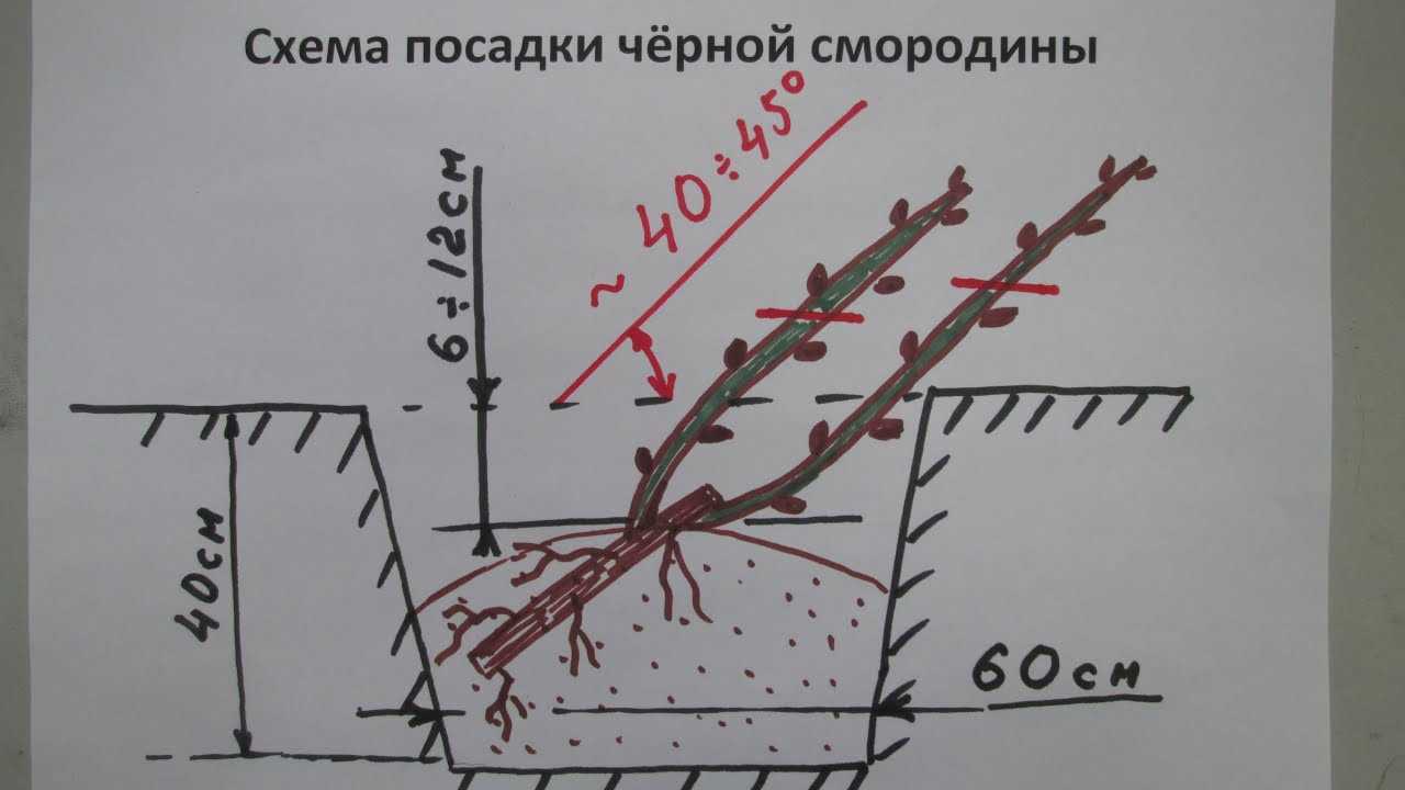 Когда и как сажать крыжовник саженцами весной: пошаговая инструкция