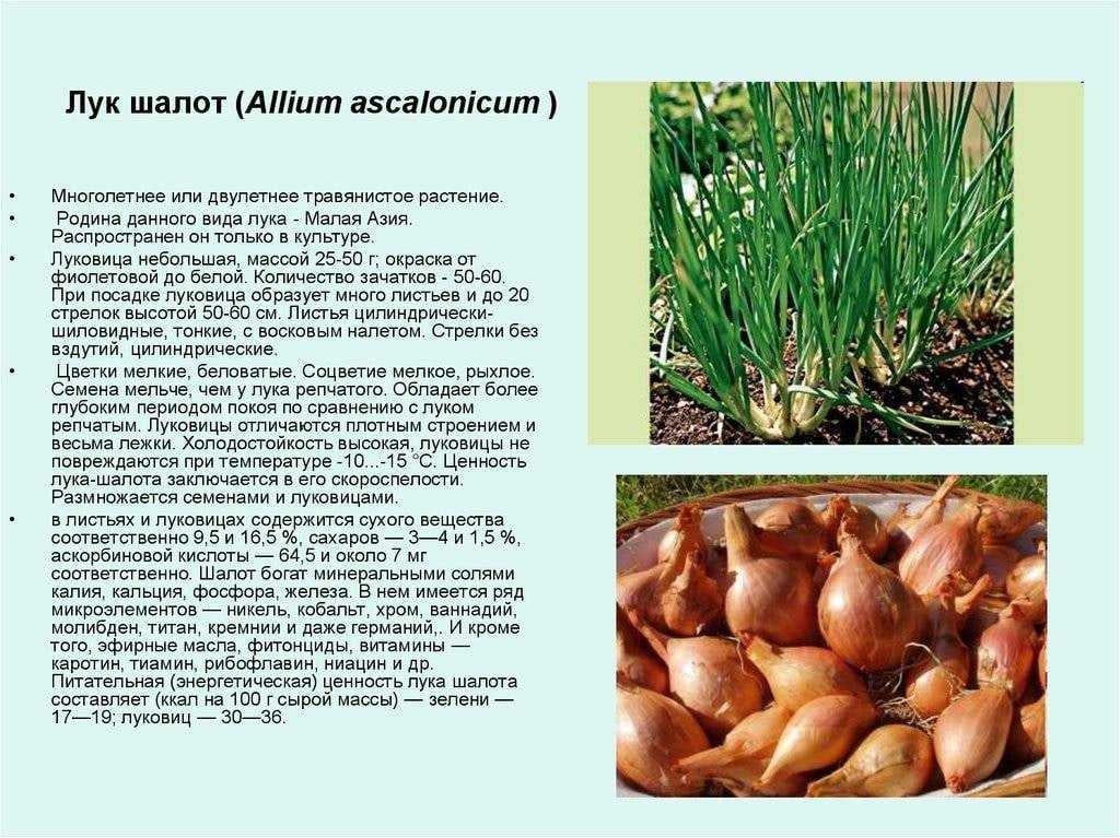 Лук-шалот – выращивание и уход в открытом грунте