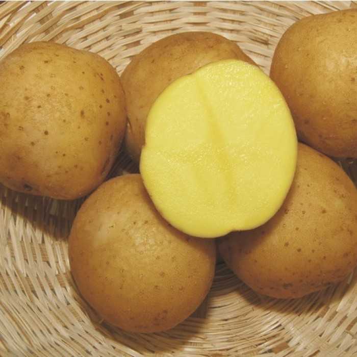 Почему картошка не варится: причины жесткости и способы решения проблемы