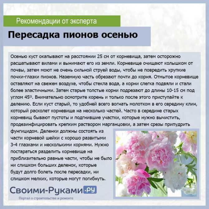 Сорта древовидного пиона для регионов с разным климатом