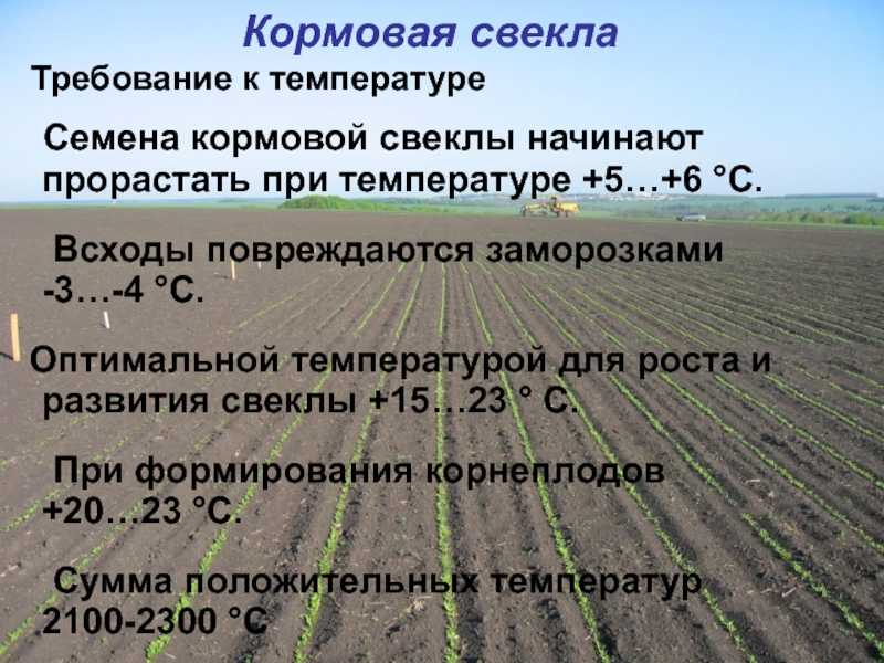 Кормовая свёкла: основные сорта, посадка, выращивание и уход, урожайность, хранение, когда можно убирать, фото