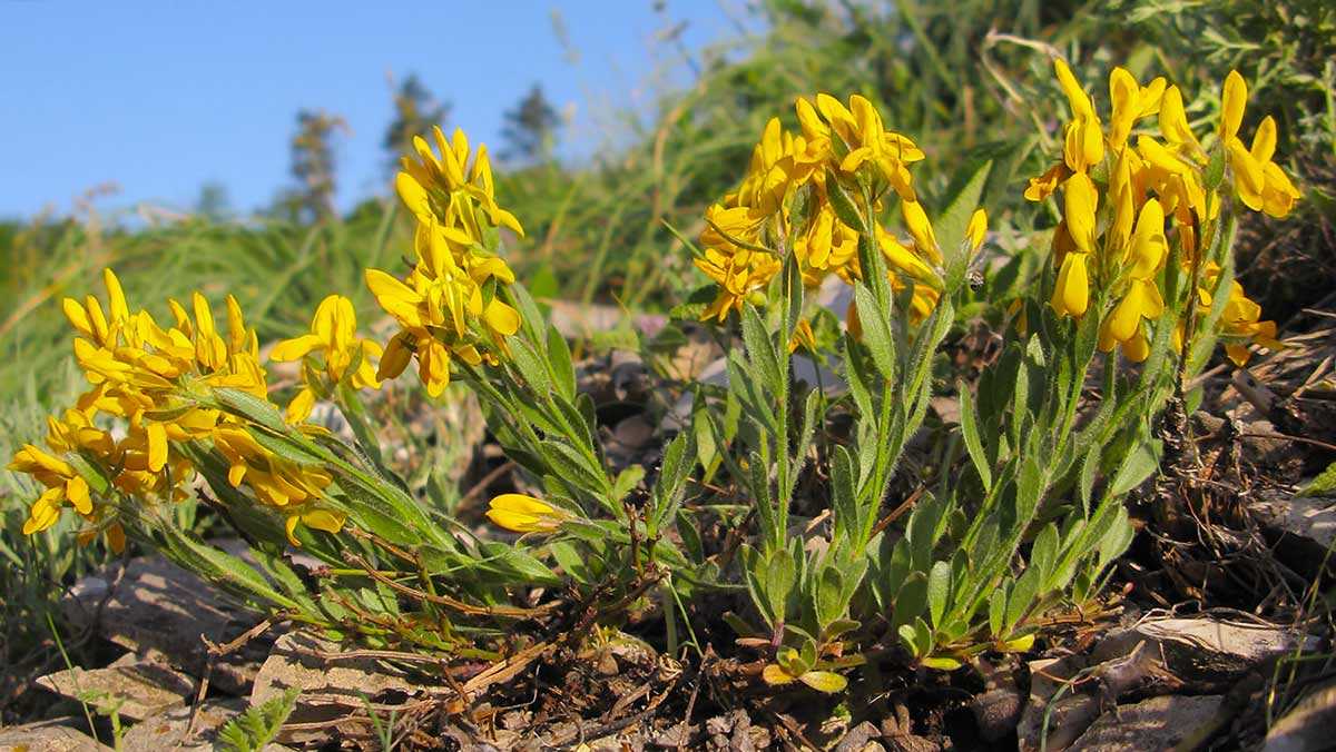 Растение дрок: фото, сорта, описание, посадка и уход