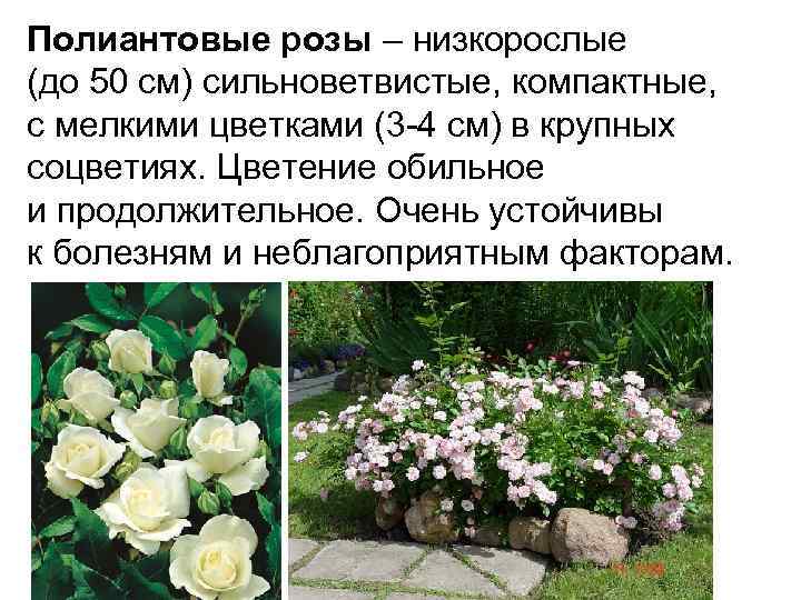 Роза блаш: описание и характеристики сорта, правила выращивания, размножение